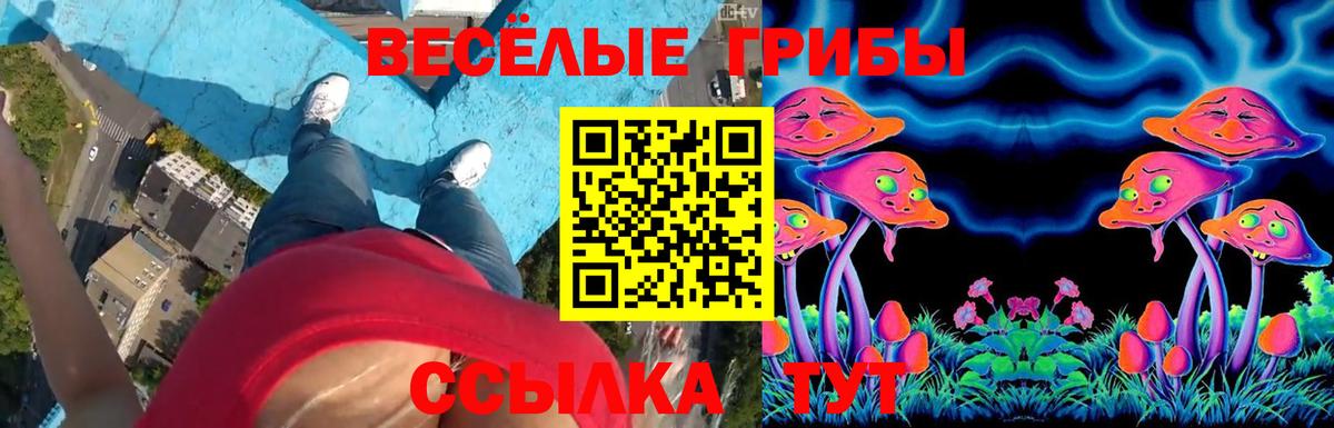 Псилоцибиновые грибы GOLDEN TEACHER  Вход с VPN  Тейково  Псилоцибиновые грибы MAGIC MUSHROOMS 